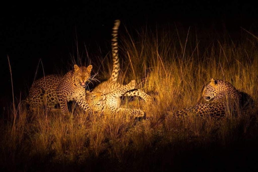 Night game drives