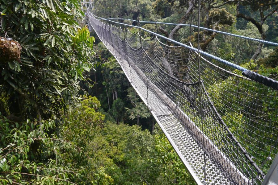 Nyungwe Canopy Walk