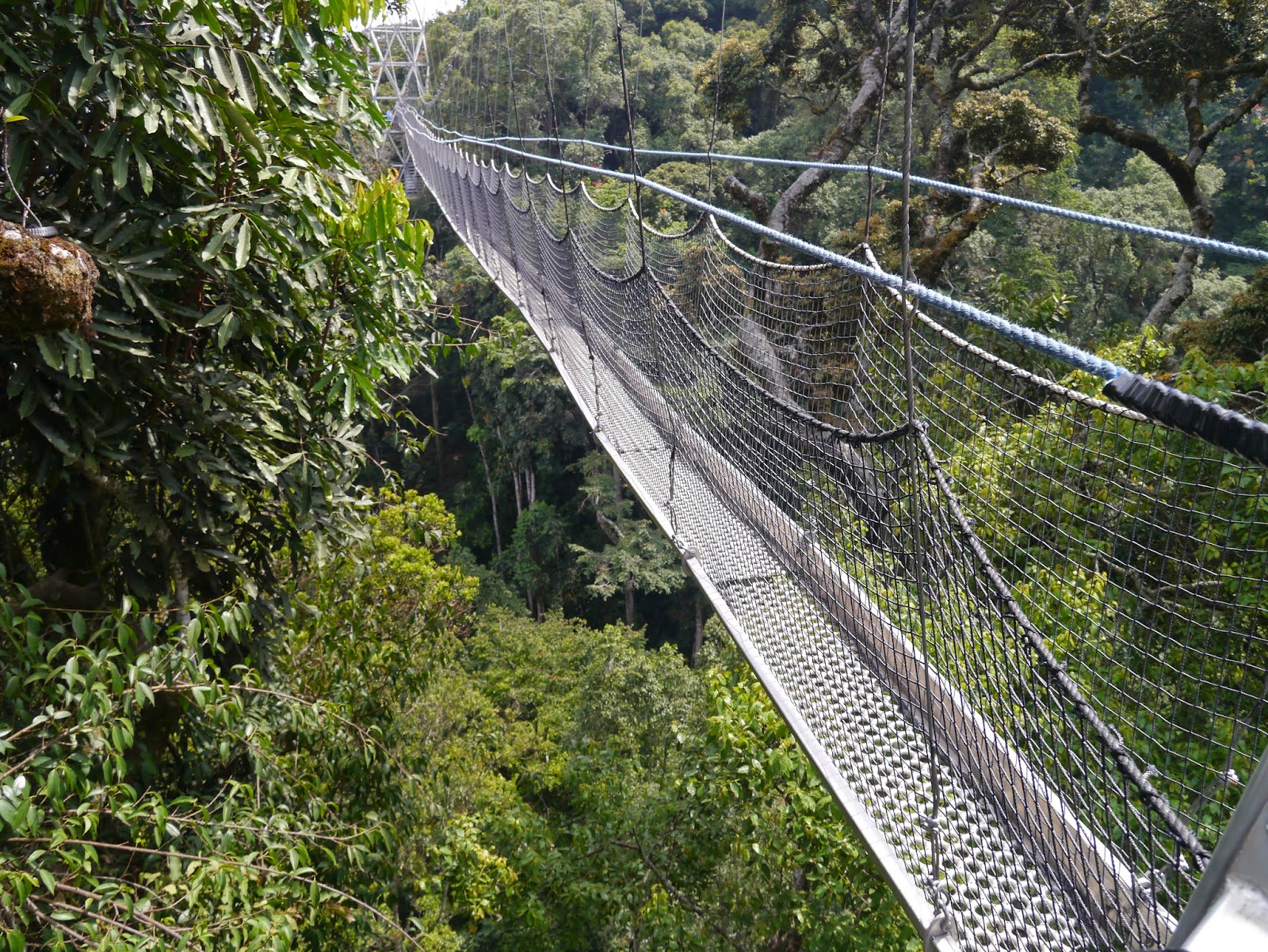 Nyungwe canopy high Bridge