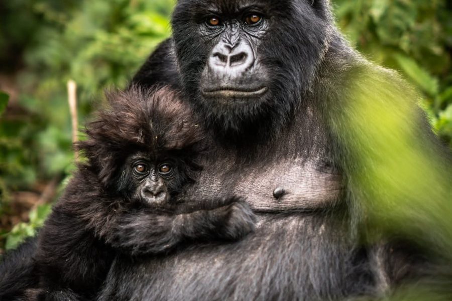 Mountain Gorilla  & Golden Monkey  2 Days Rwanda Safari