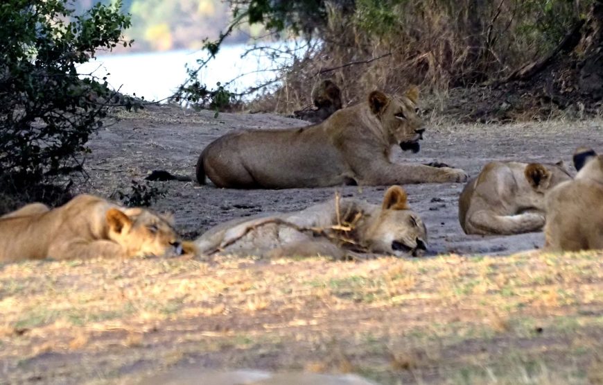 Day Wildlife Game Drives in Akagera