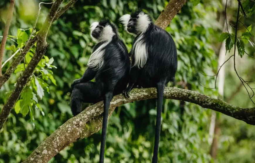 Nyungwe N.P Colobus Monkeys Tracking.