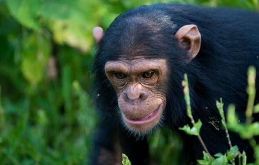 2 Days Rwanda Chimpanzee Trekking and canopy Safari