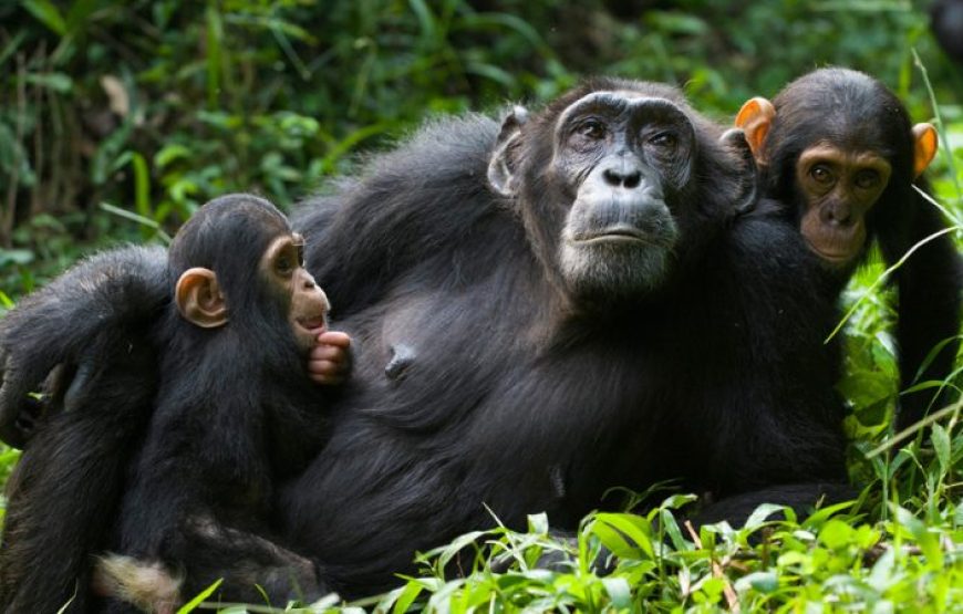 2 Days Rwanda Chimpanzee Trekking and canopy Safari