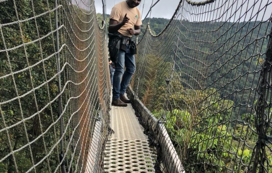 Nyungwe Canopy Walk