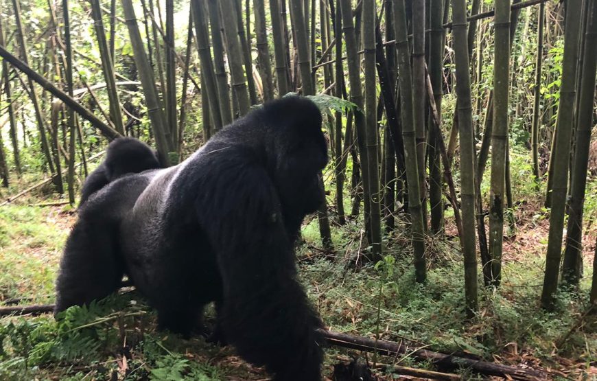 Mountain Gorilla Trekking