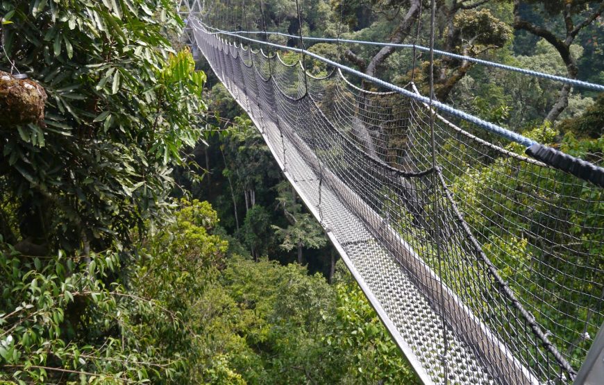 Nyungwe Canopy Walk