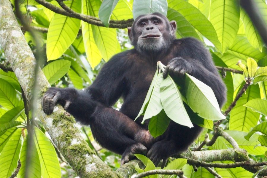 2 Days Rwanda Chimpanzee Trekking and canopy Safari