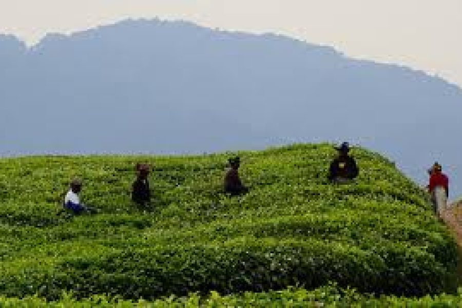 Gisakura Tea Estate, Rwanda Tea Farm Visits