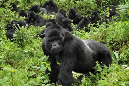 Two Day Rwanda: Gorilla & Golden Monkey Trekking