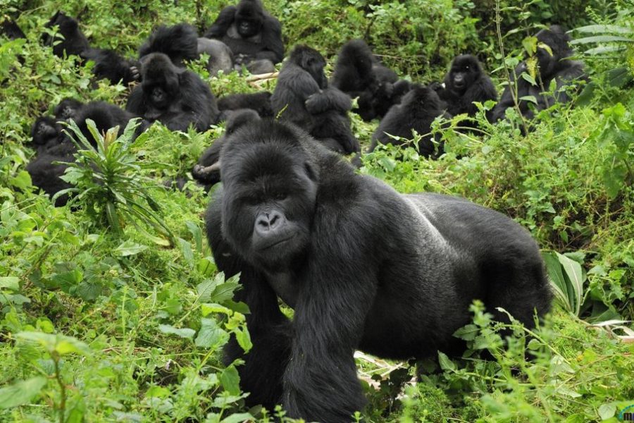 Two Days Rwanda Gorilla & Golden Monkey Trekking