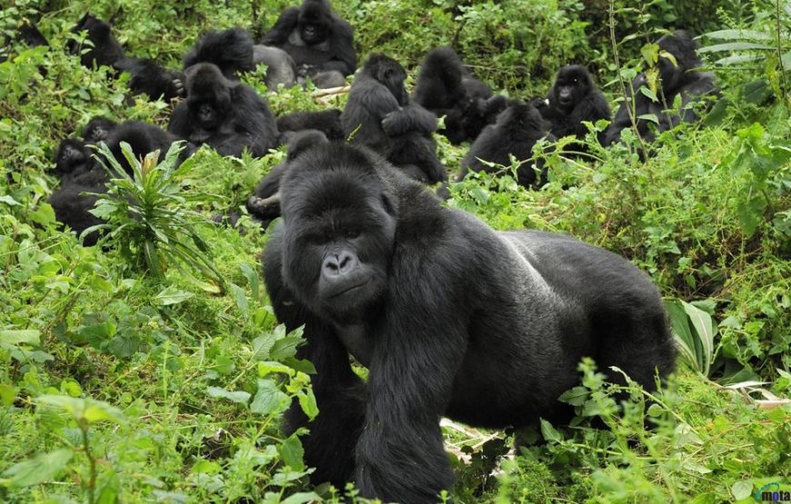 Mountain Gorilla Trekking