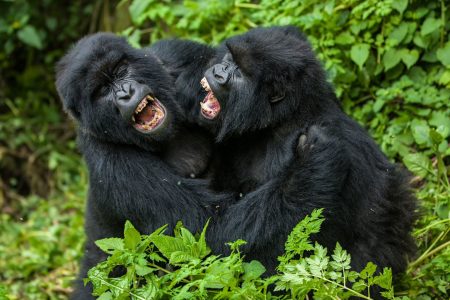 1-Day Rwanda Mountain Gorillas Safari