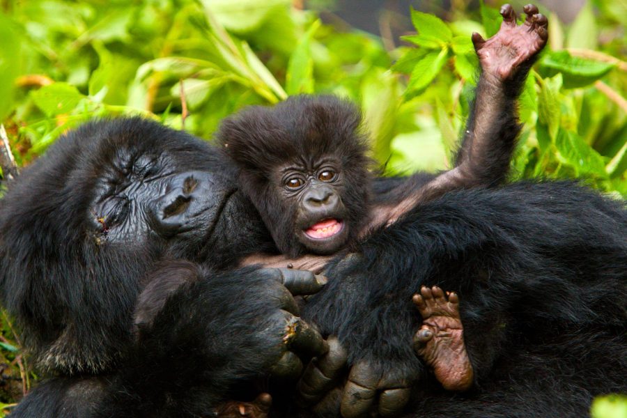 Mountain Gorilla Trekking