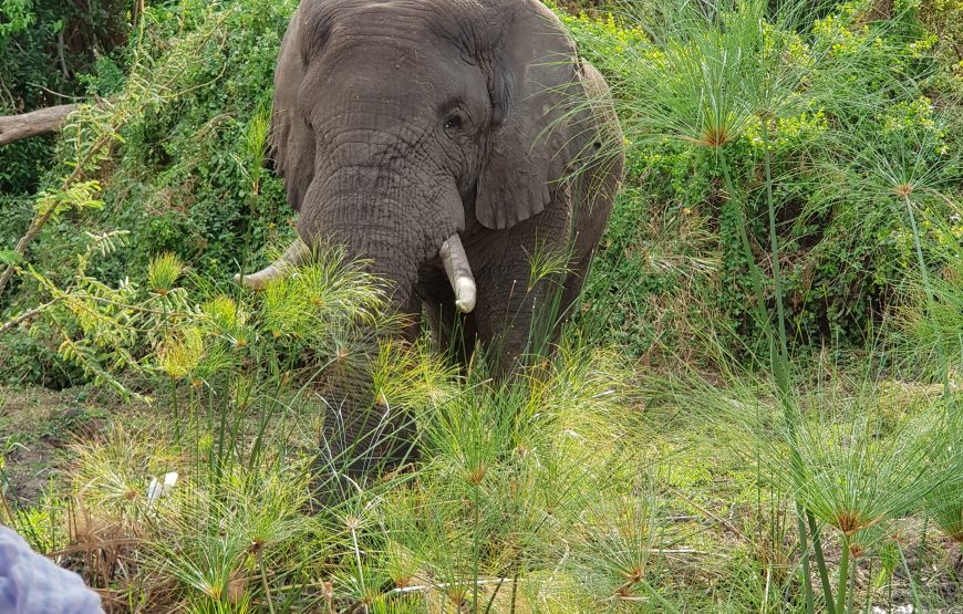 One day Akagera National Park Safari