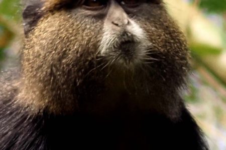 Golden Monkeys Tracking