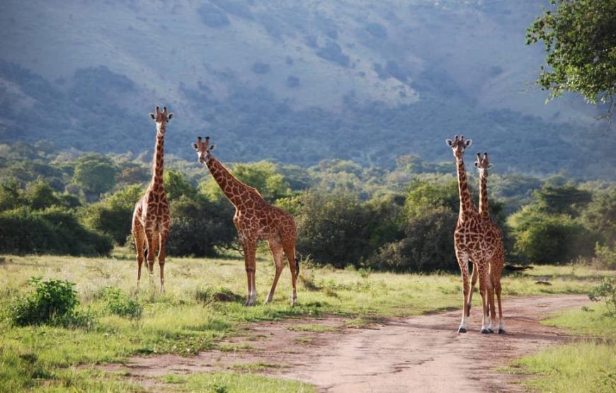 Walk the fence Line in Akagera N.P