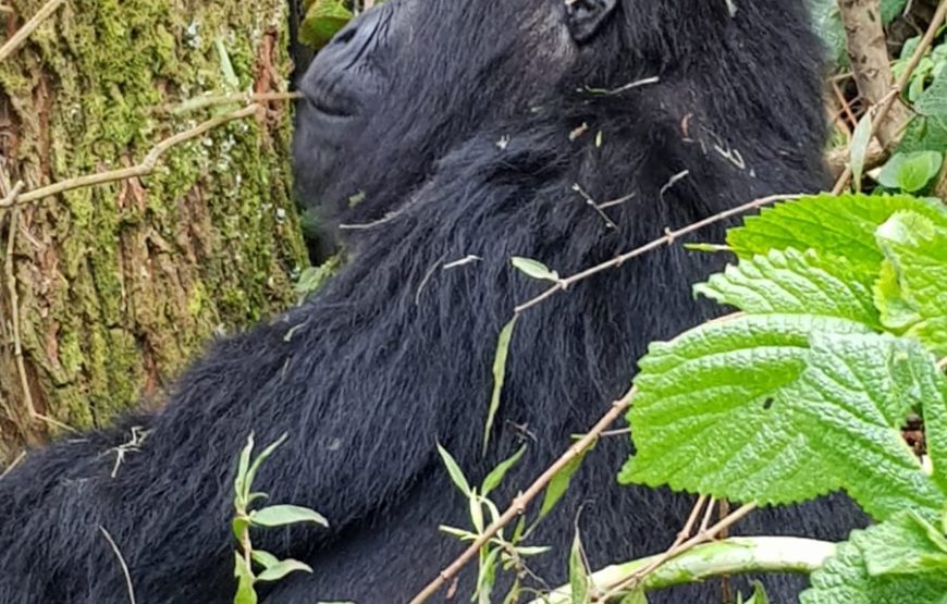 1-Day: Rwanda Mountain Gorillas Tour