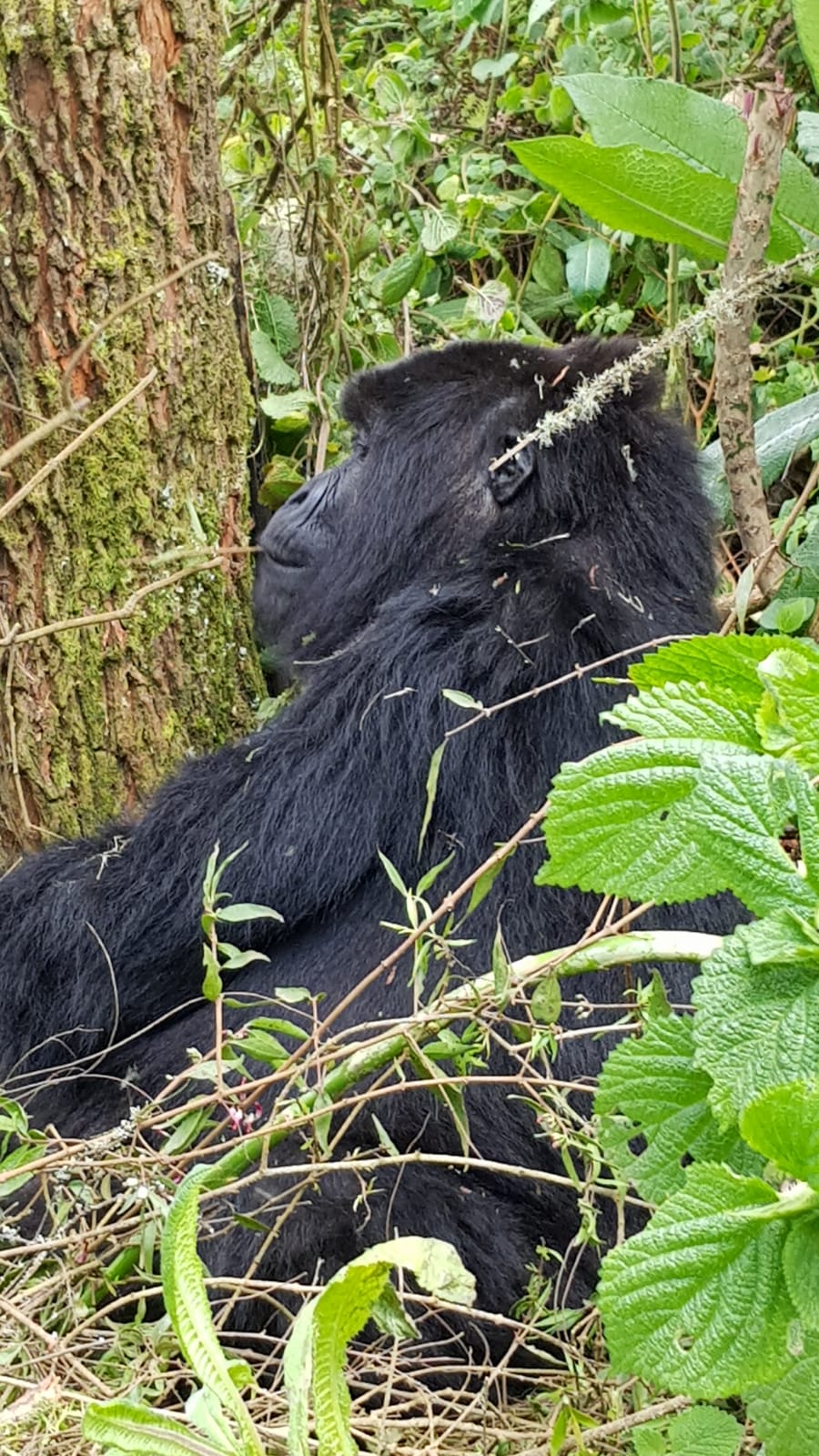 1-Day: Rwanda Mountain Gorillas Tour
