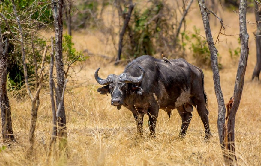 Walk the fence Line in Akagera N.P