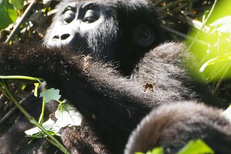 11 Days in Rwanda: Gorilla, Chimpanzee tracking and Wildlife Safaris