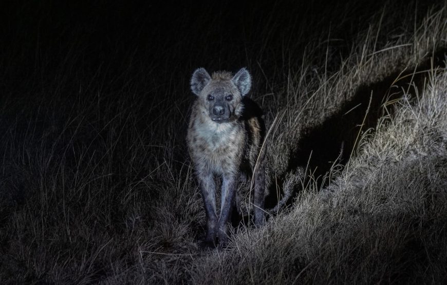 Night game drives