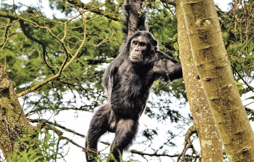 Chimpanzee trekking in Nyungwe Forest