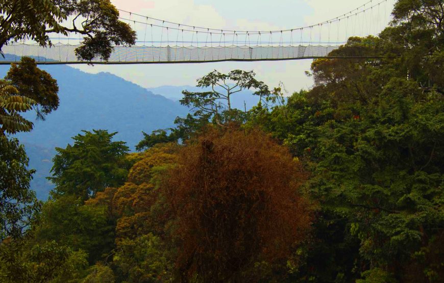 Nyungwe Canopy Walk