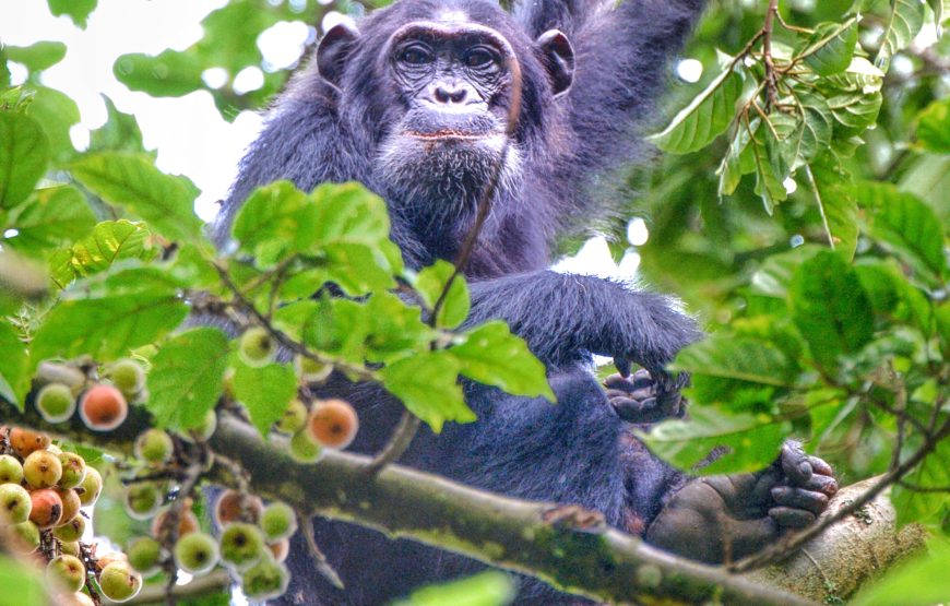 Chimpanzee trekking in Nyungwe Forest