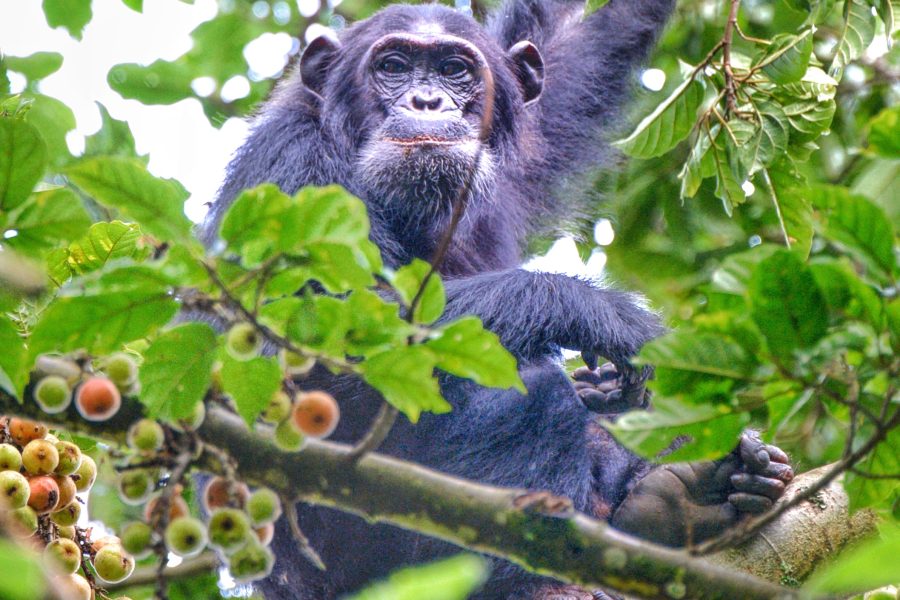 Chimpanzee trekking in Nyungwe Forest