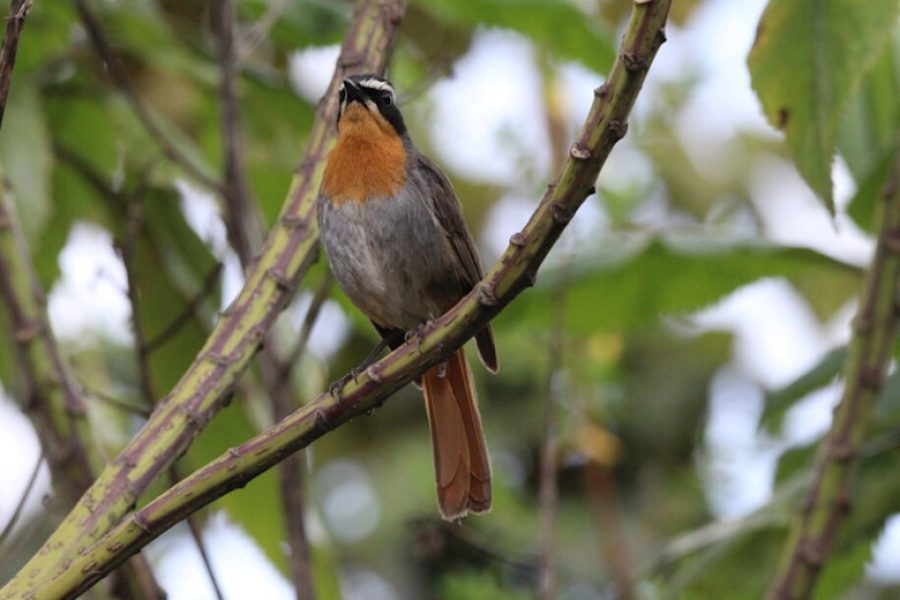 Birding in Nyungwe N.P