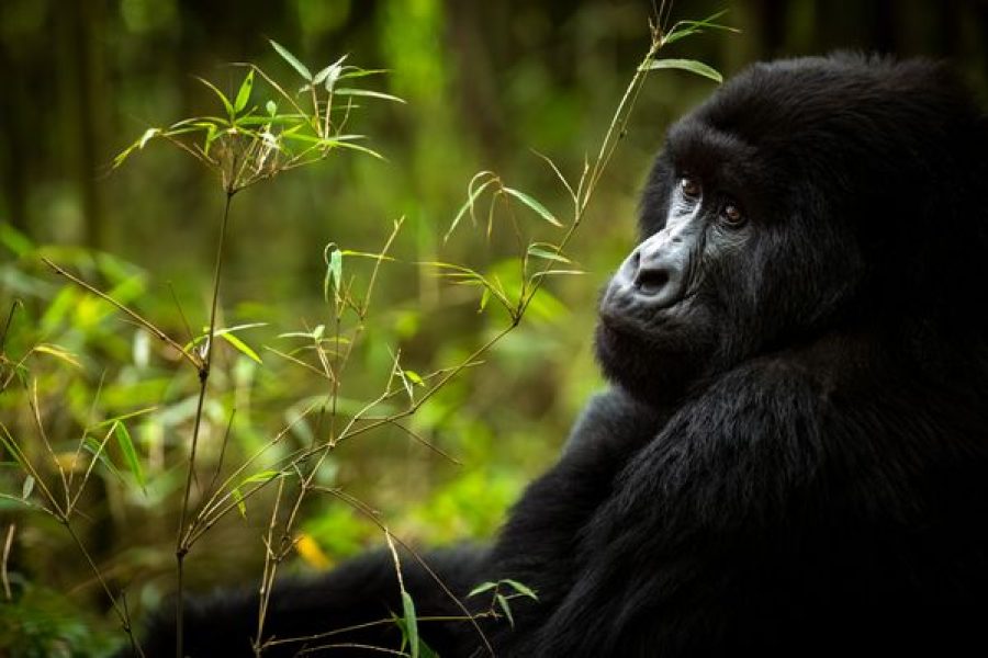 1-Day: Rwanda Mountain Gorillas Tour