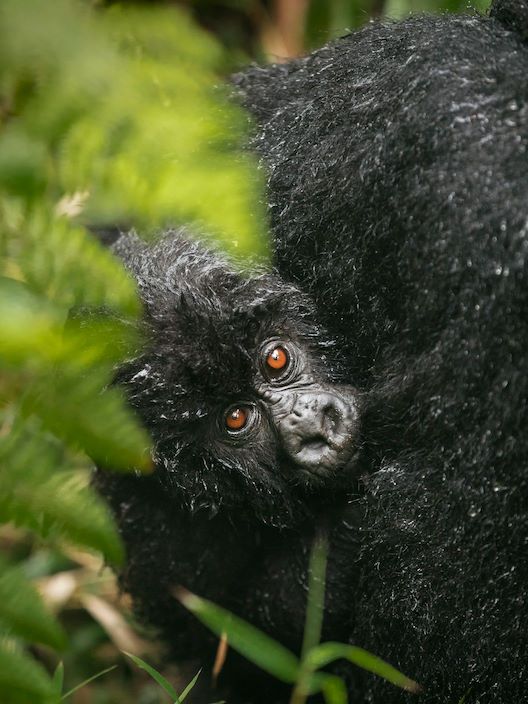 Mountain Gorilla Trekking