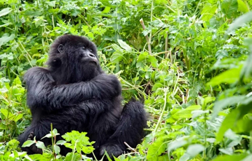 1-Day: Rwanda Mountain Gorillas Tour