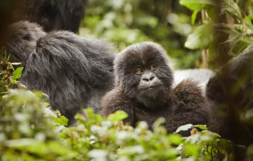 1-Day: Rwanda Mountain Gorillas Tour