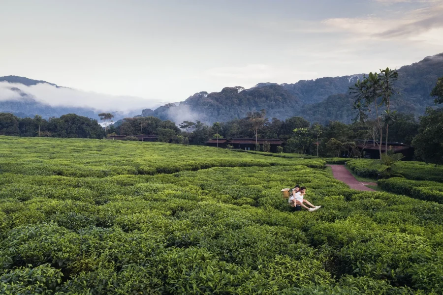 Gisakura Tea Estate, Rwanda Tea Farm Visits